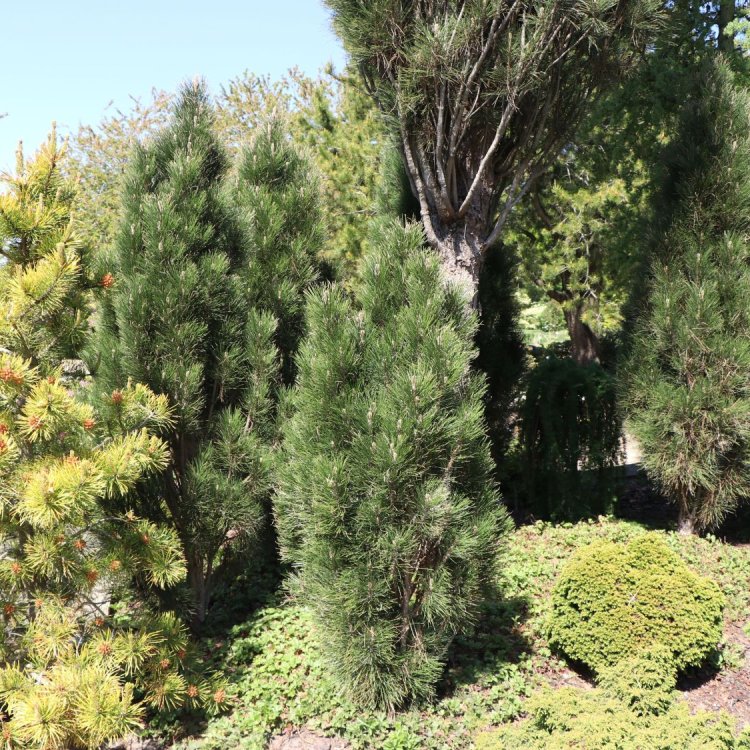Borovica čierna (Pinus nigra) ´GREEN TOWER´ výška 200-250 cm, kont. C70L